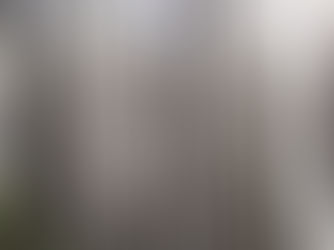 森林セラピーと森の香り