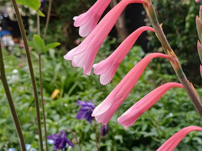 Watsonia borbonica - Mid Pink