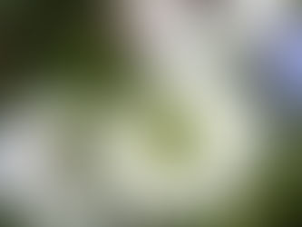 Nigella damascena 'Miss Jekyll Alba' (Love-in-a-Mist)