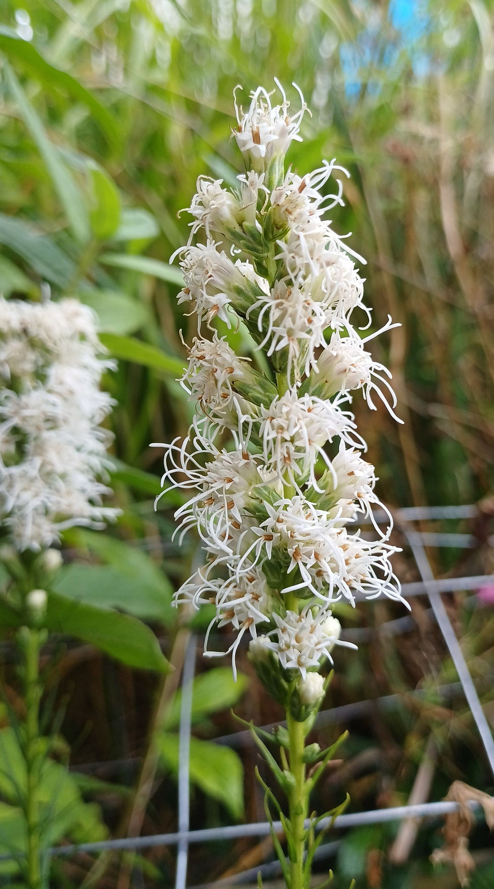 Liatris spicata - Blazing Star flowering in my garden.
