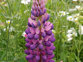 Russell Lupins Mixed Seeds