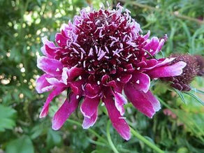 Scabiosa atropurpurea 'Beaujolais Bonnets'