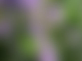 Campanula pyramidalis - Blue Chimney Bellflower