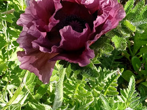 Papaver orientale 'Patty's Plum'