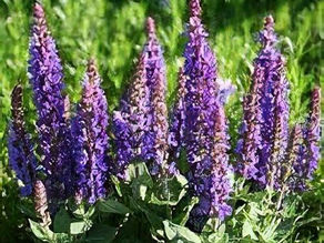 Salvia nemorosa 'Salvatore Blue'