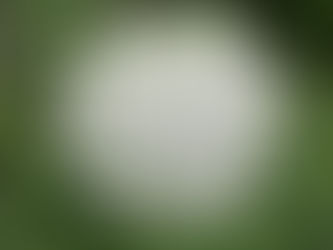 Queen Anne's Lace (Ammi majus)