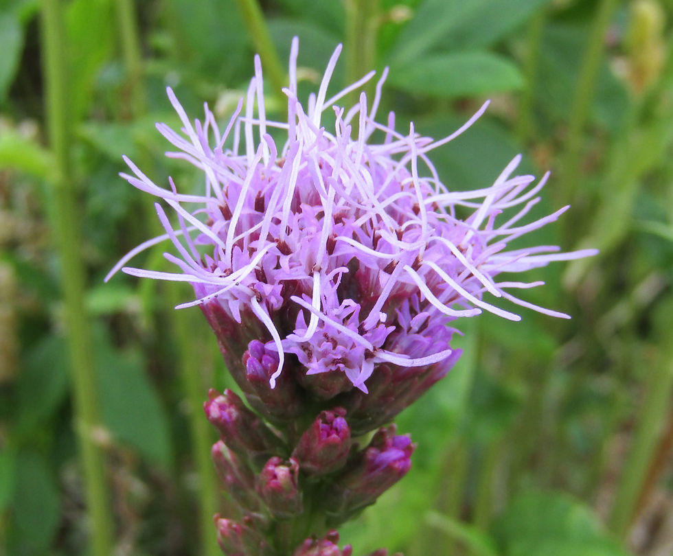 Liatris spicata - Blazing Star - Purple