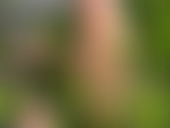 Verbascum hybridum 'Southern Charm' 