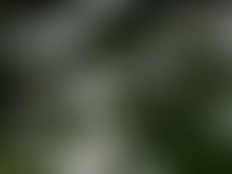 Shasta Daisy (Leucanthemum × superbum)