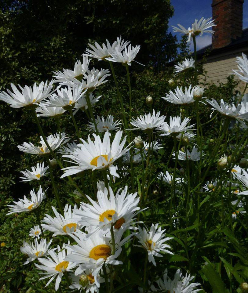 No cottage garden is complete without a daisy.