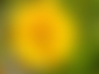 Coreopsis - Tickseed