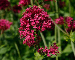 Centranthus ruber (Red Valerian)