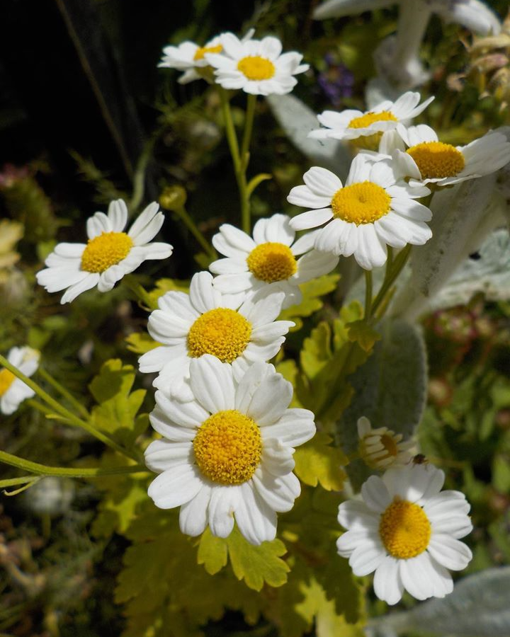 This is one plant I wouldn't be without. I use it as a space filler to highlight areas in the garden. Those golden leaves are like an exclamation mark.