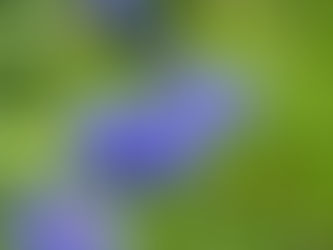 Centaurea cyanus - Cornflowers (Blue Mix)