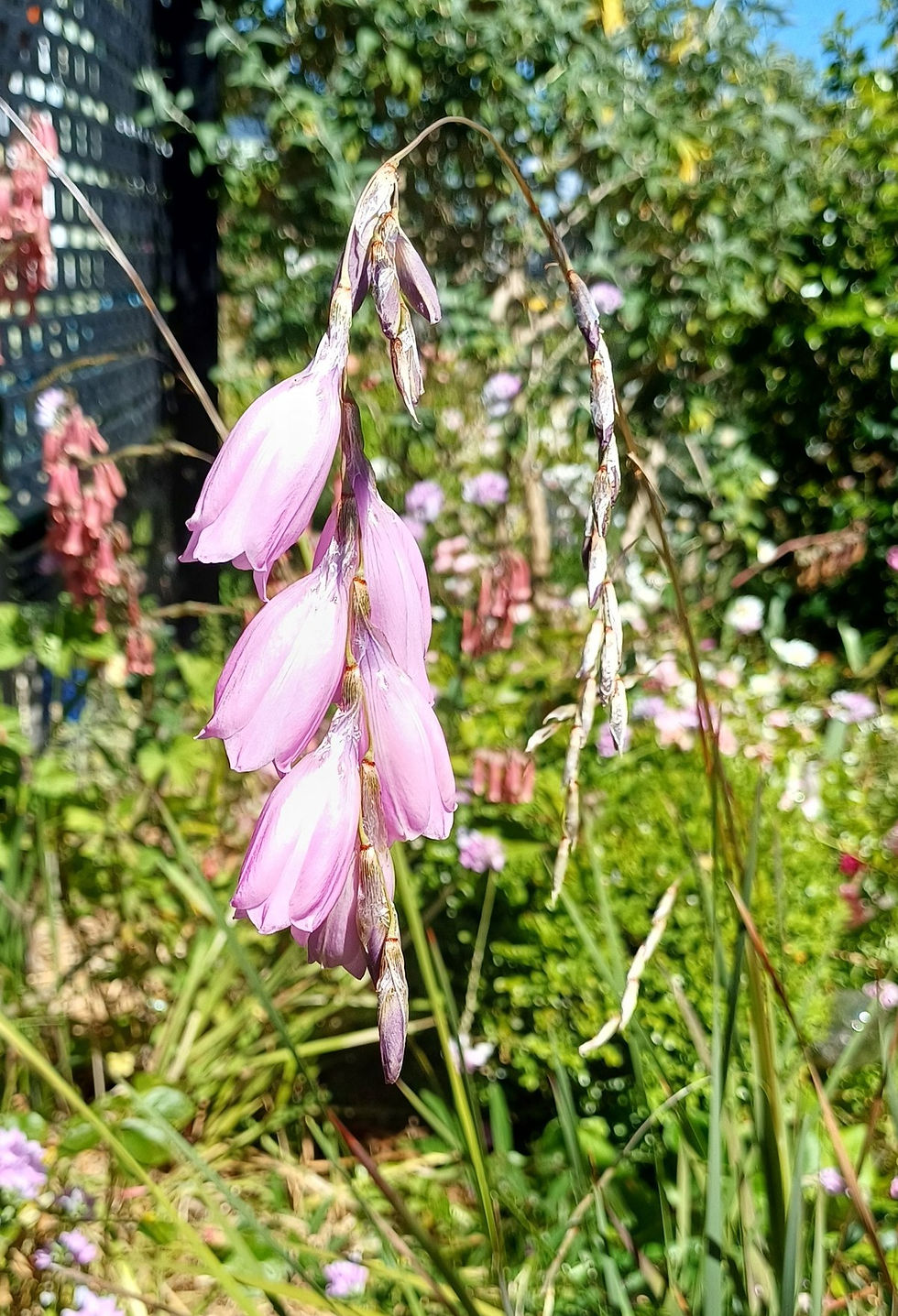 Dierama pulcherrimum 'Pink' growing in my front garden.