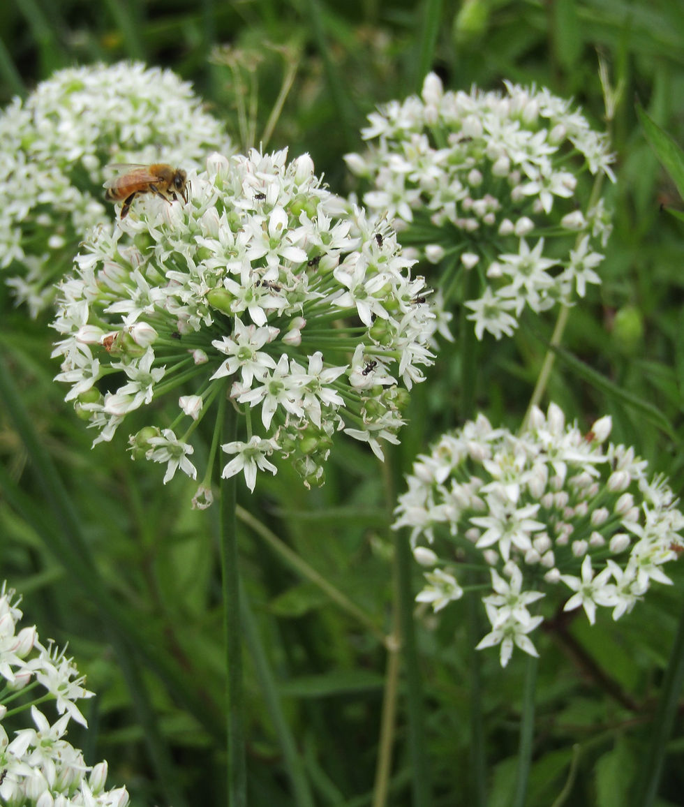 Allium tuberosum (Garlic Chives, Oriental Garlic, Asian Chives, Chinese Chives, Chinese Leek)