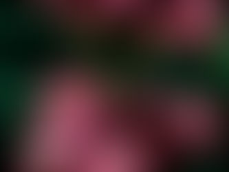 Astrantia (Burgundy) - Masterworts / Hattie's Pincushion