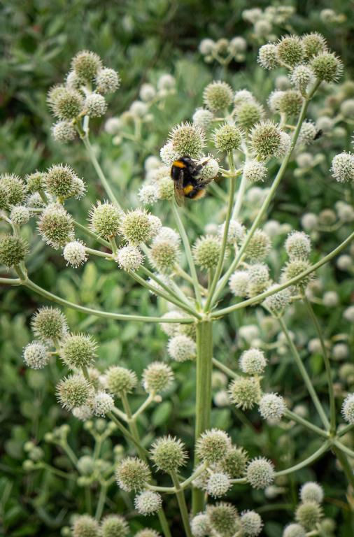 Easy to grow, pest and trouble free, this plant will light up your garden until autumn.  Its beautiful texture and unique colour coupled with the long lasting flowers makes it garden favourite. 