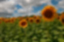 sunflower-banner.jpg