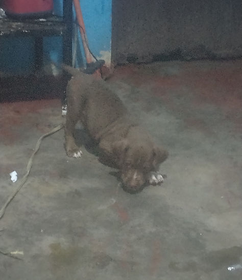 Perro