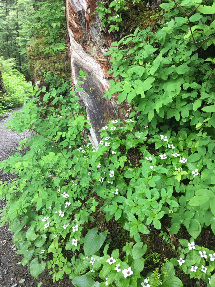 dogwood.JPG