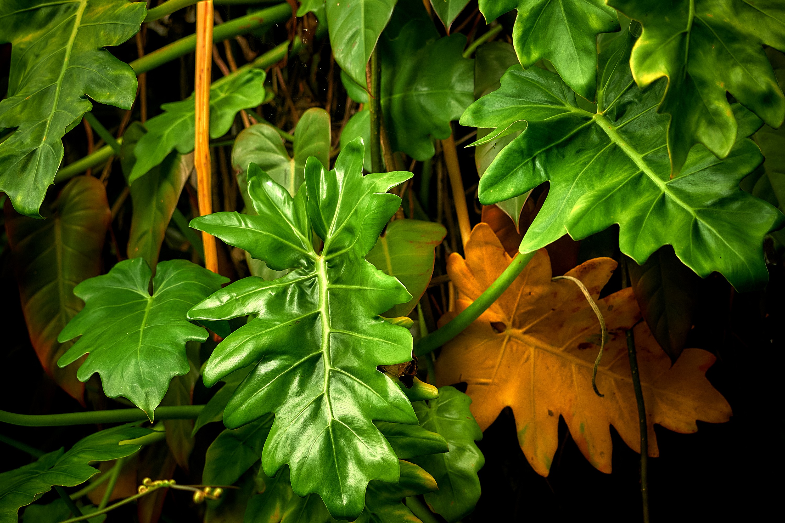 The leaves look shiny and almost leathery in the forest at Kalopa State Park