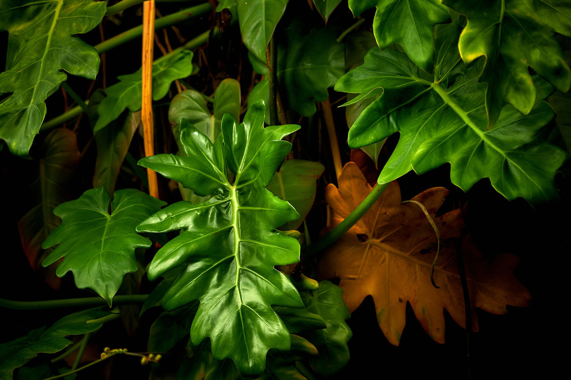 giant-dark-green-textured-leaves