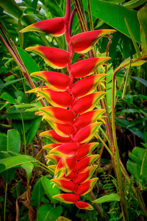 Brilliant hanging cluster of red and yellow flowers