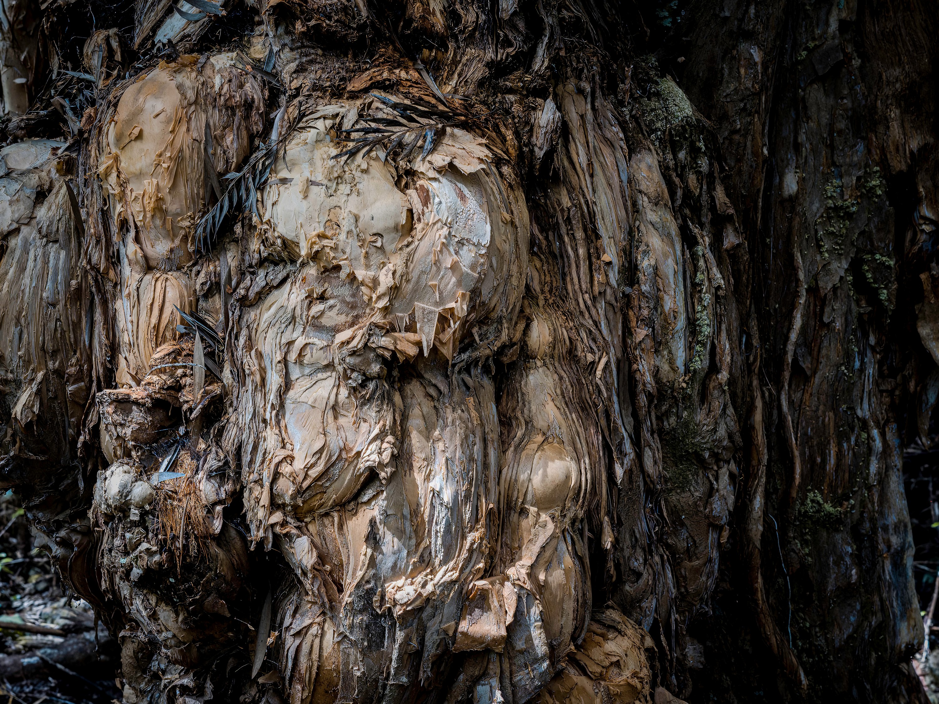 Intricate brown paperlike bark on large rainforest tree