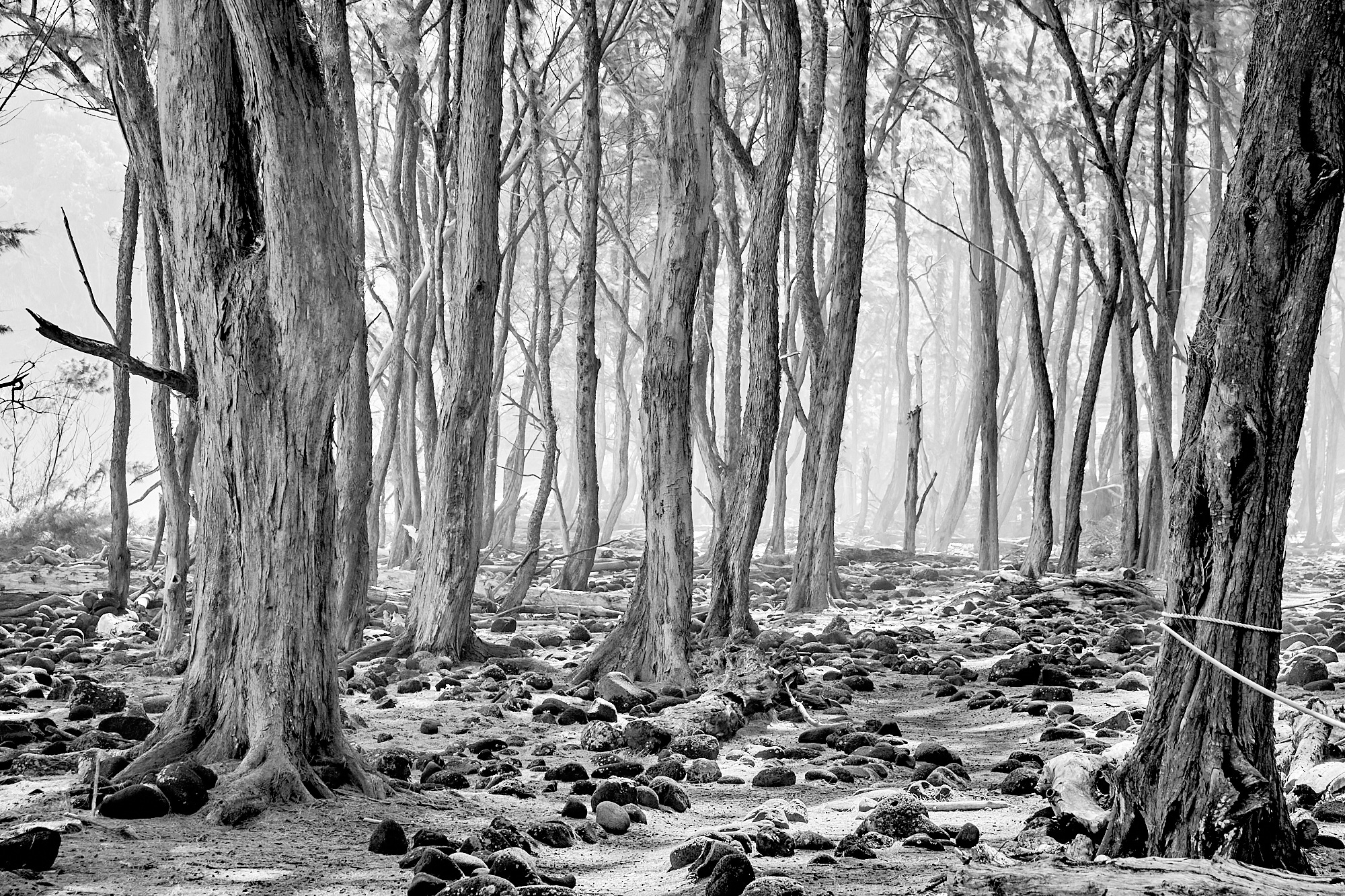 Contrasty black and white view highlgihts ironwoods in Pololu Valley
