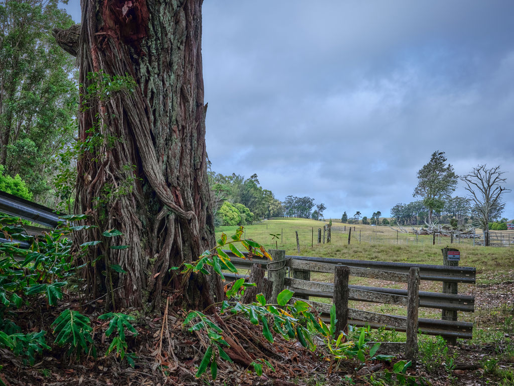 giant-eucalyptus-in pasture