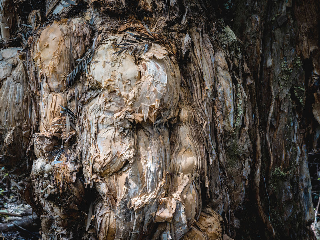Intricate brown paperlike bark on large rainforest tree