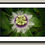Thumbnail: Hawaii Lilikoi Blossom