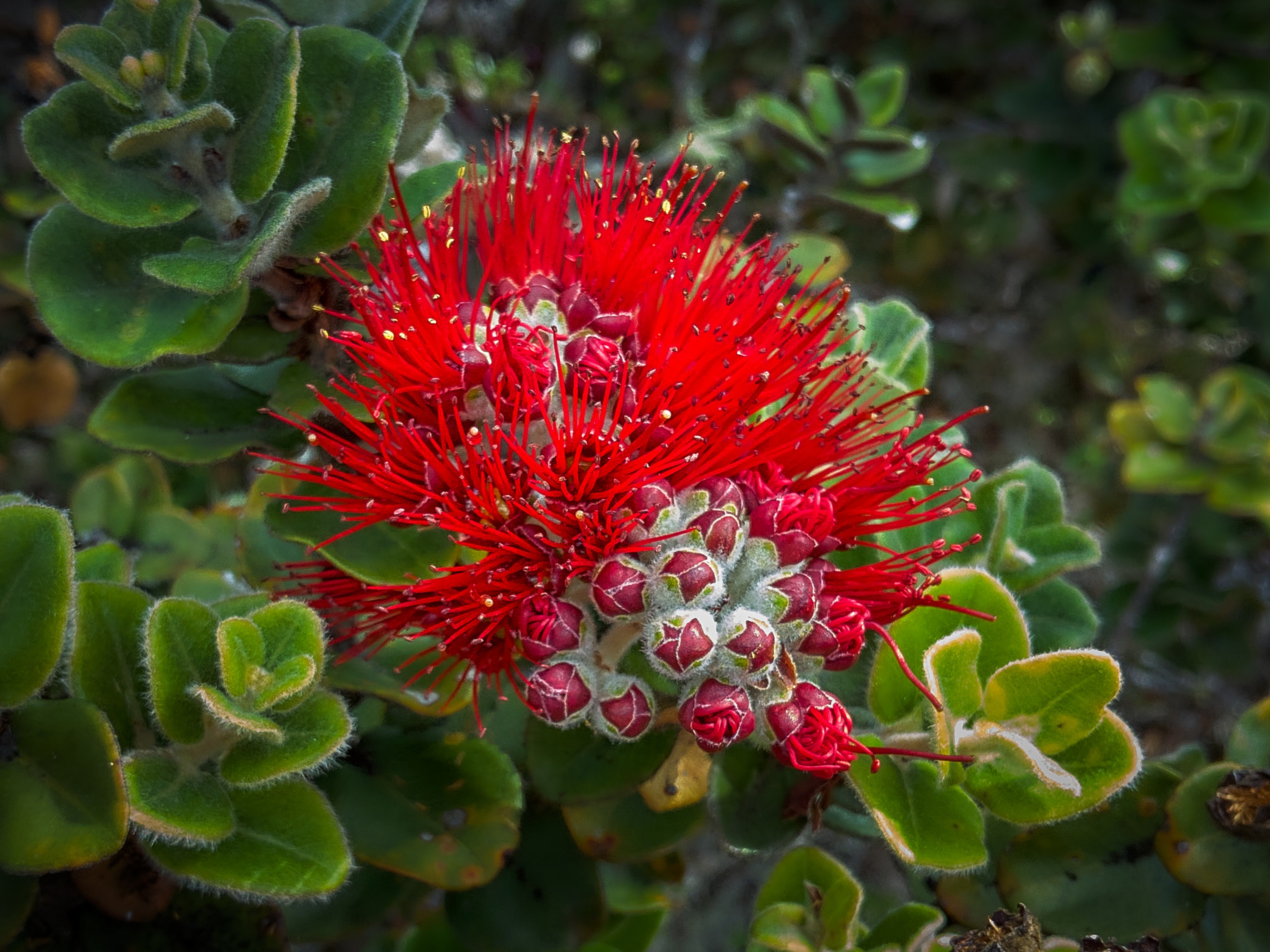 Bright red ohia blossoms are opening in a closeup view, with green tree leaves in the background.