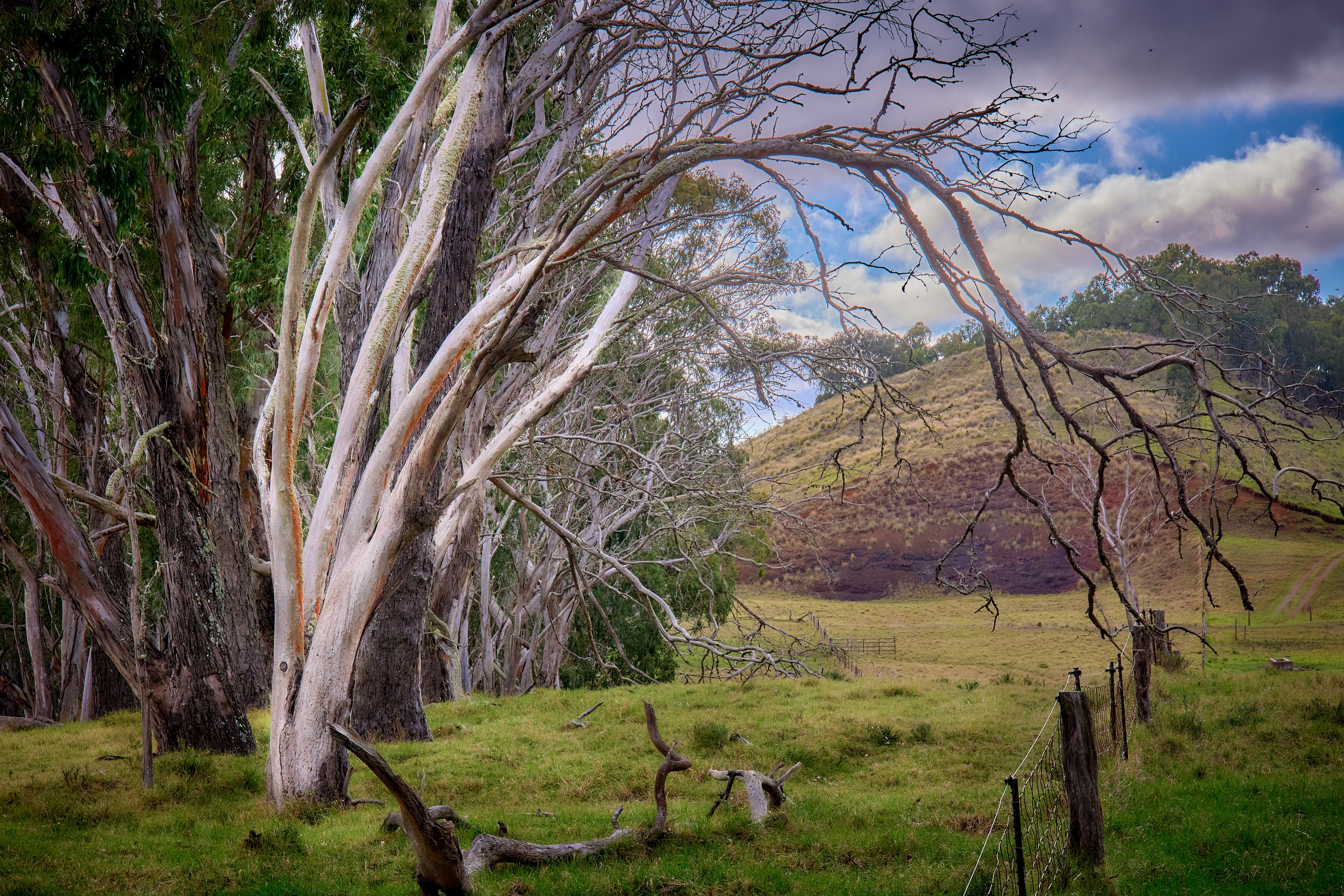 Line of old bent trees forms a windbreak on the Old Saddle Road on the Big Island of Hawaii