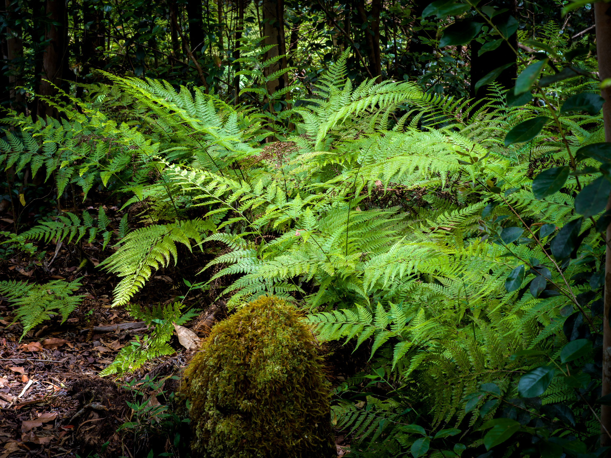 These tree-sized ferns are impressive not only for their size, but the way they unfold from a single rolls of fronds that expands into ever more complicated shapes