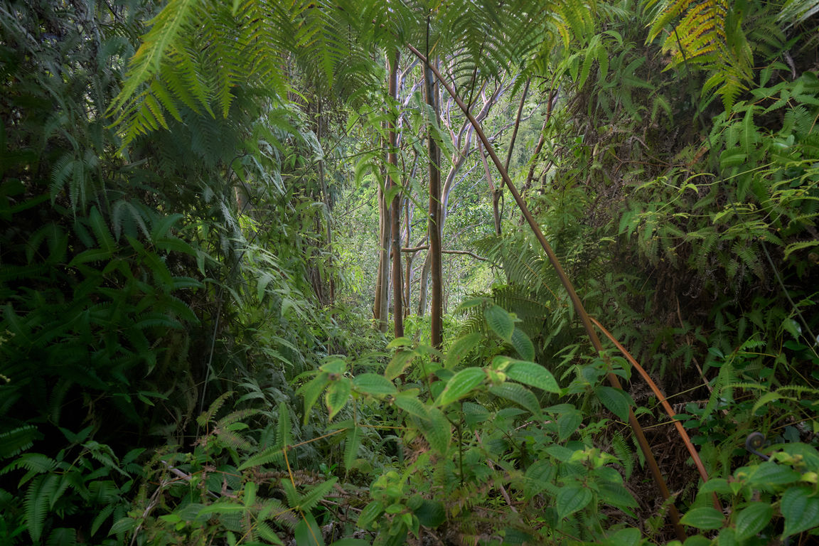 Dense green leaves form round opening with several trees visible beyond