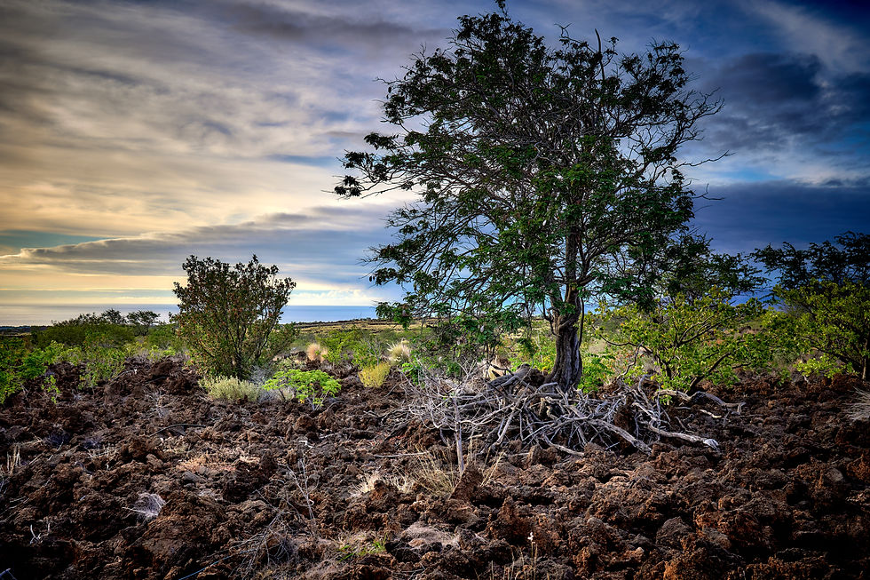 I believe this is an Uhiuhi tree, one of the most endangered trees on earth