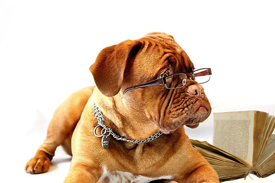 dog-ge48fa88be_1920.jpg