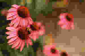 ピンクコーンフラワー
