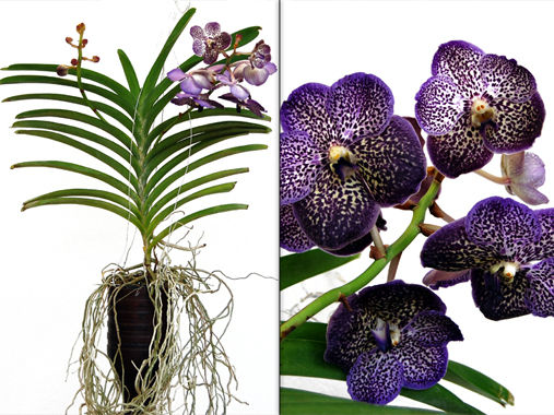 Miniature : ORCHIDEE VANDA
