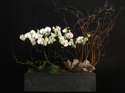 Miniature : ORCHIDEE EMPIRE