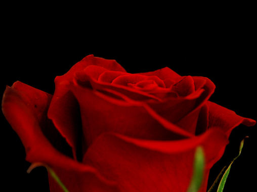 Miniature : ROSE ROUGE