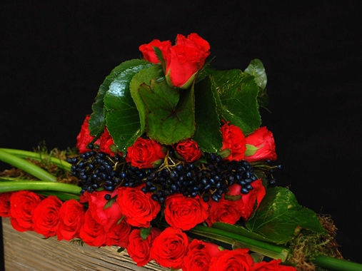 Miniature : FEU FOLLET