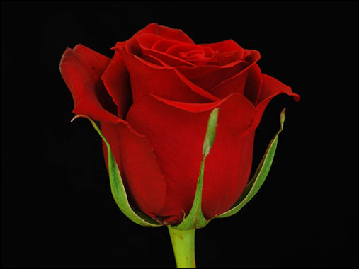 Miniature : ROSE ROUGE