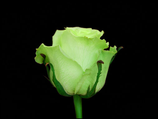 Miniature : ROSE VERTE