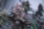 22C6B4D6-E532-4BBC-AFA7-FB53AE11E5BE_1_105_c