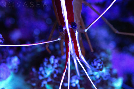 A close-up of a red and white cleaner shrimp in a maintained reef aquarium.