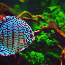 freshwater-aquarium-cleaning-discus-fish.jpg