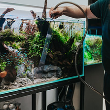 A man servicing a freshwater aquarium by gravel vacuuming the sand bed.